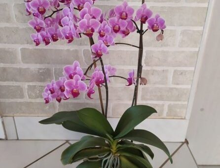 tripszes orchidea a meggyógyítás után