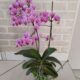 tripszes orchidea a meggyógyítás után
