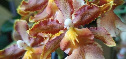 oncidium orchidea, lepkekosbor, táncoló hölgyek