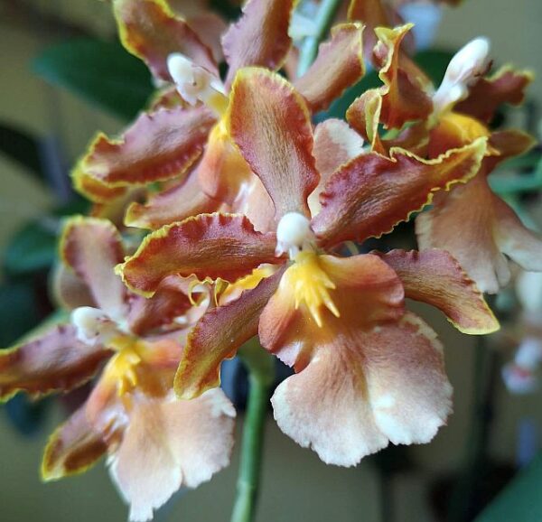 oncidium orchidea, lepkekosbor, táncoló hölgyek