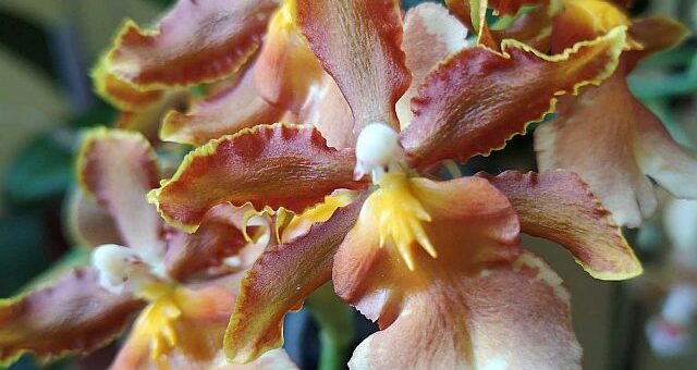 oncidium orchidea, lepkekosbor, táncoló hölgyek