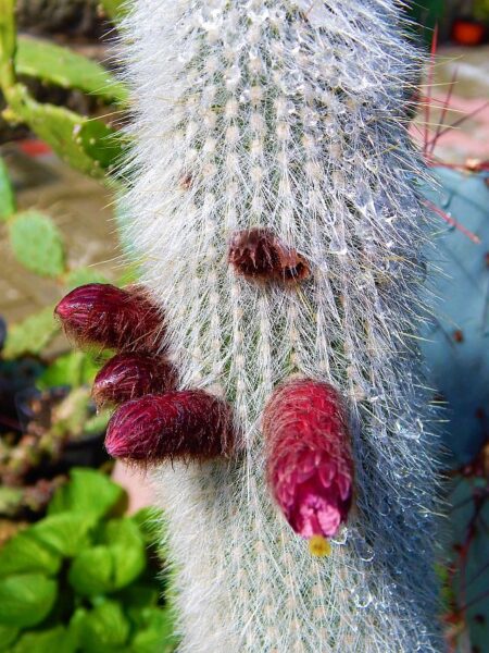 Őszapókaktusz (Cephalocereus senilis) virágzásban