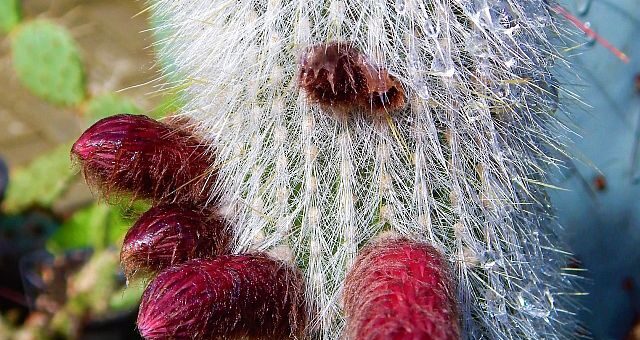 Őszapókaktusz (Cephalocereus senilis) virágzásban