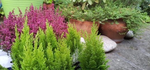 őszi színkavalkád a az álomkertben