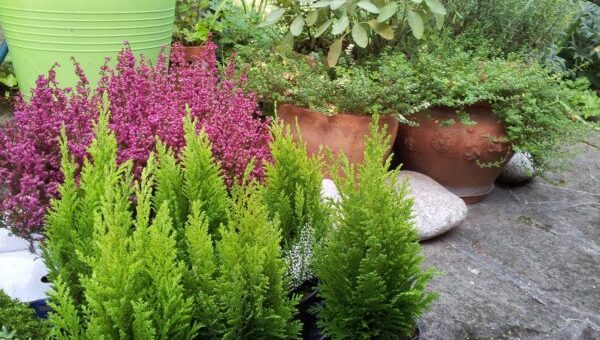 őszi színkavalkád a az álomkertben