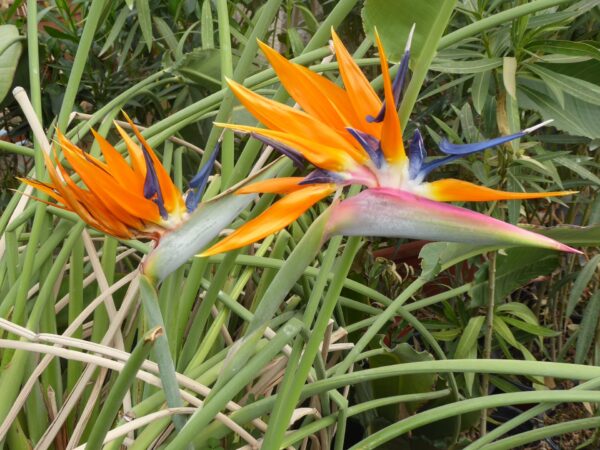 pompás papagájvirág gondozása