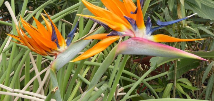 pompás papagájvirág gondozása