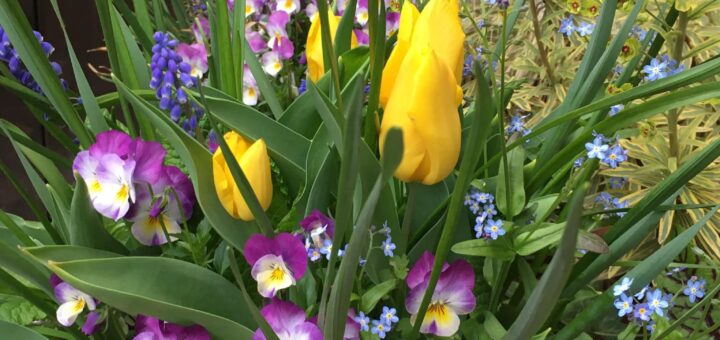 Tavaszi összeültetések