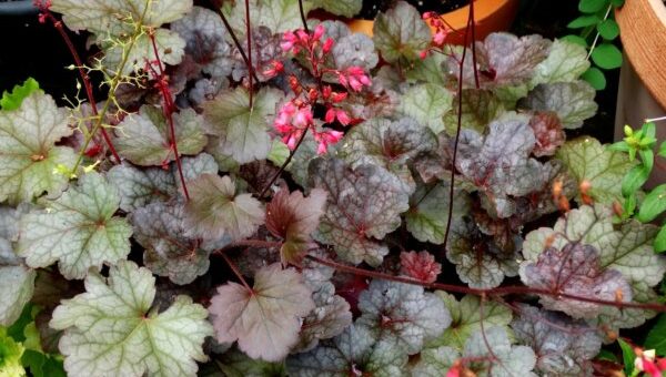 Tűzgyönygvirág gondozása