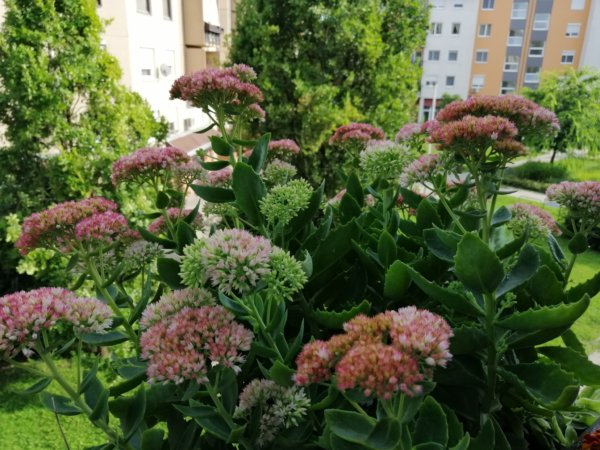 rózsaszín varjúháj az erkélyen