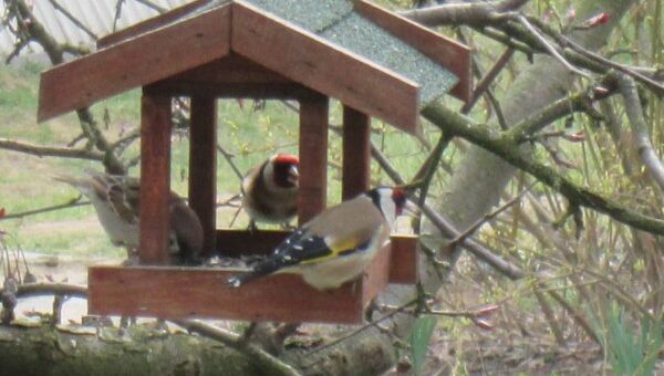 madárbart a kert - madarak a kertben
