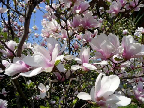 dúsan virágzó liliomfa vagy magnólia (Magnolia) halvány rózsaszín virágokkal