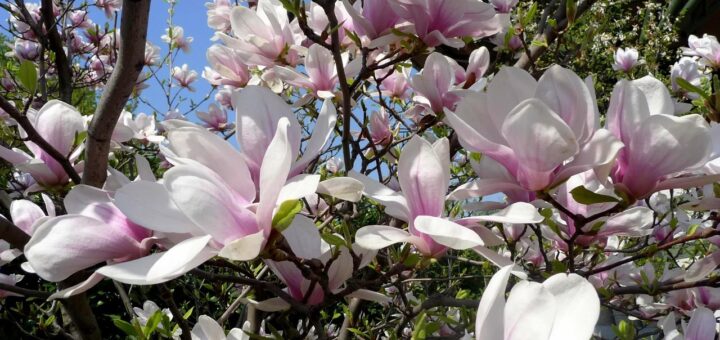 magnólia