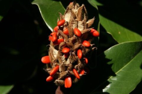 Liliomfa vagy magnólia termése a piros bogyókkal