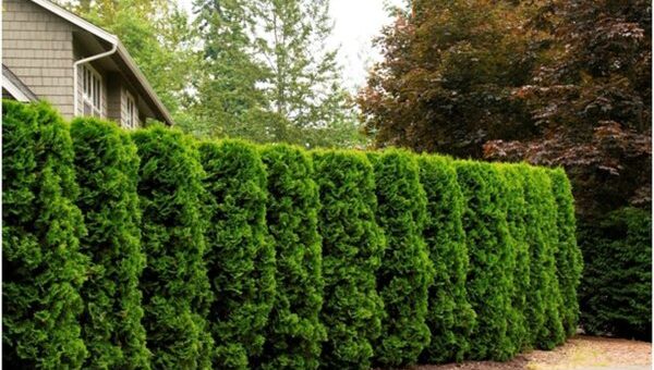 nyugati tuja kerítés