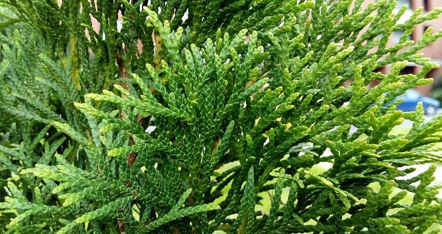 nyugati tuja fajták