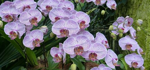 Orchidea gondozási tippek kezdőknek