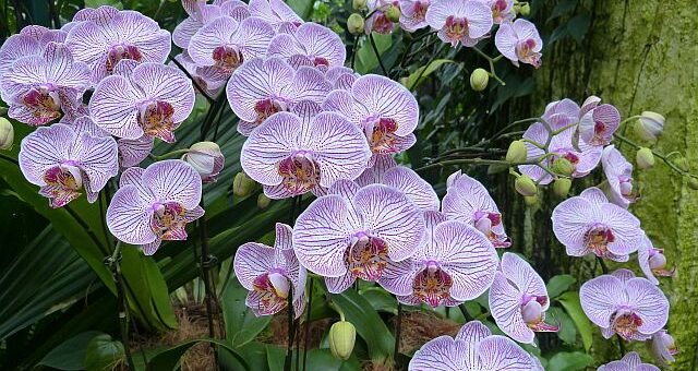 Orchidea gondozási tippek kezdőknek
