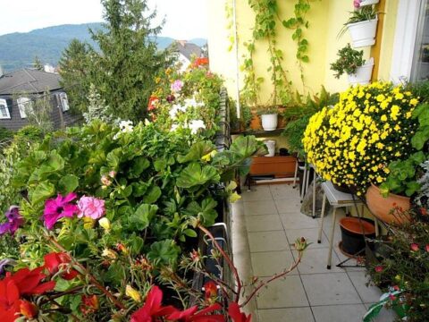 őszi növényápolás eredménye a színpompás erkély