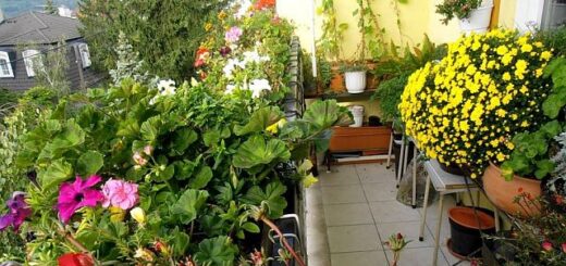 őszi növényápolás eredménye a színpompás erkély