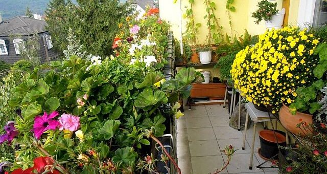 őszi növényápolás eredménye a színpompás erkély