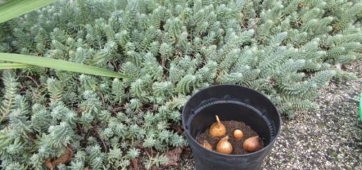 talált virághagymák elültetése