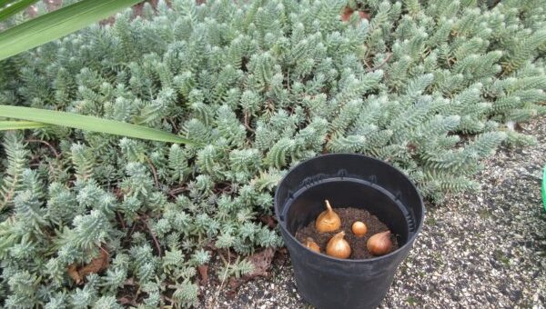 talált virághagymák elültetése