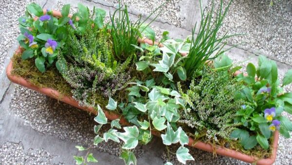 őszi balkonláda beültetés