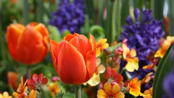 tavaszváró összeültetés