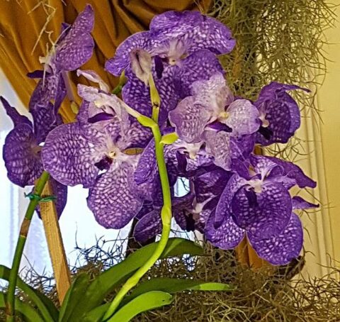 vanda orchidea
