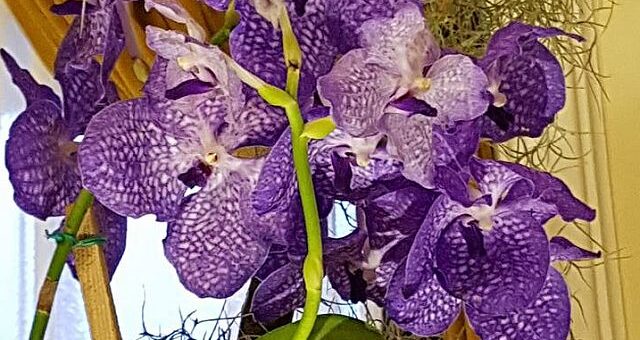vanda orchidea