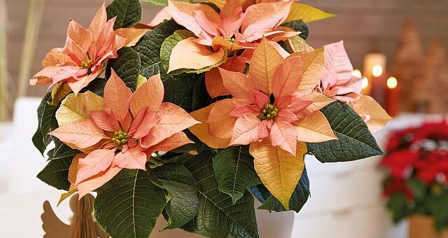 egészséges mikulásvirág