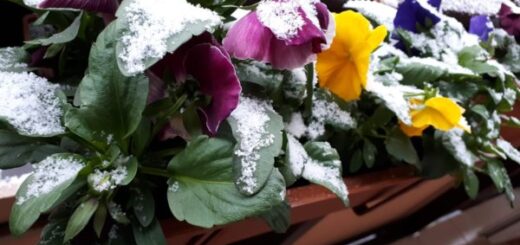 Télen virágzó növények a kertben - árvácska
