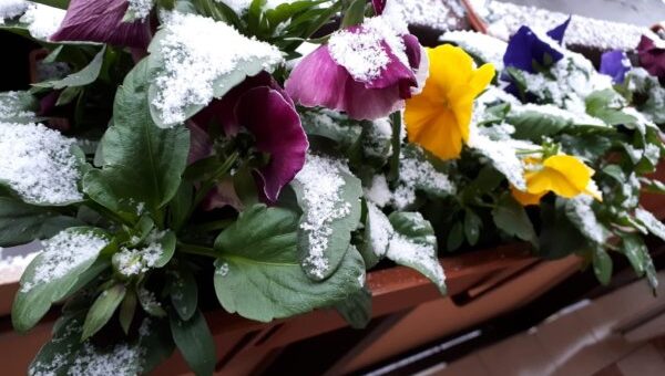 Télen virágzó növények a kertben - árvácska