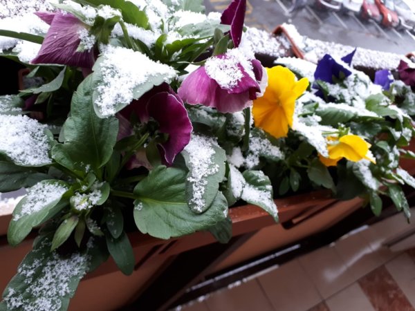 decemberi növényápolás