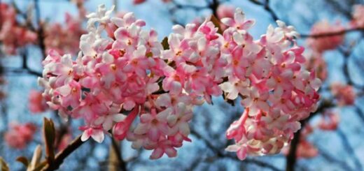 Télen virágzó növények - bangita