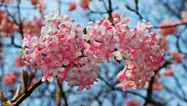 Télen virágzó növények - bangita