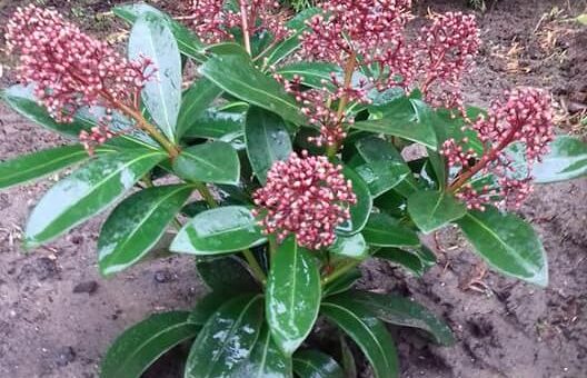 Japán dérbabér (Skimmia japonica)
