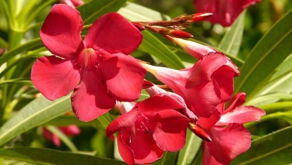 balkonnövények teleltetése - leander