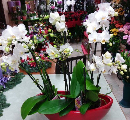 Leggyakoribb orchidea gondozási hibák és elkerülésük
