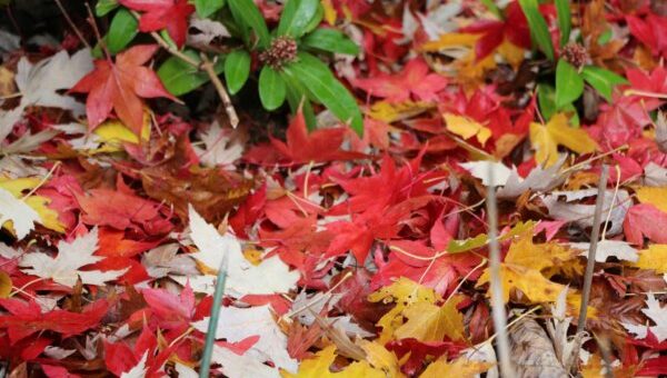 mi legyen a lehullott lombbal?