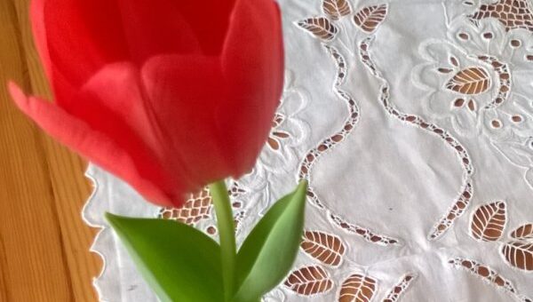 februárban virágzó tulipán a lakásban