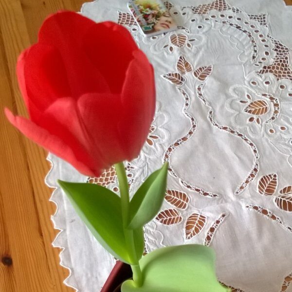 februárban virágzó tulipán a lakásban