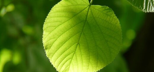 Év fája 2022-ben: Nagylevelű hárs