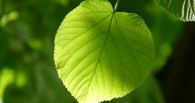 Év fája 2022-ben: Nagylevelű hárs