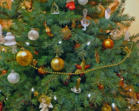 vágott fenyő karácsonyfa