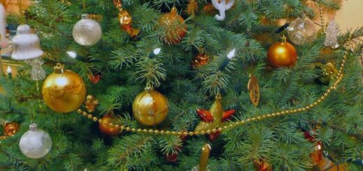 vágott fenyő karácsonyfa