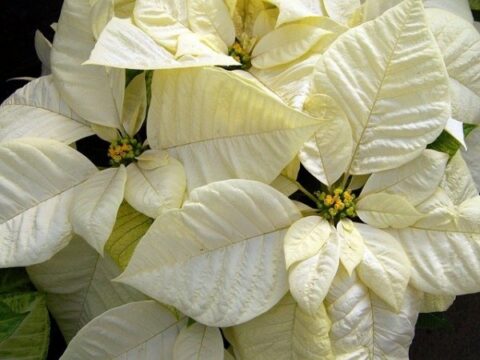 fehér virágok karácsonyra - mikulásvirág