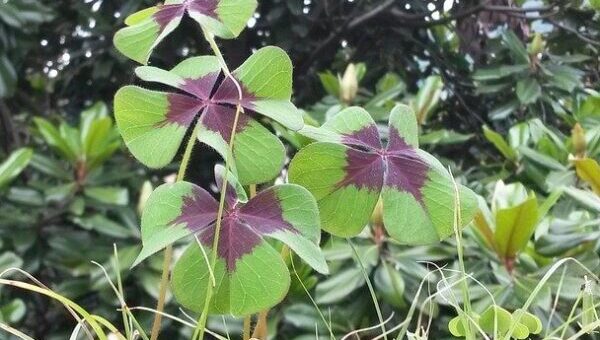 négylevelű madársóska, azaz szerencsehere
