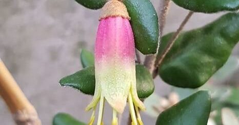 Ausztrál fukszia, avagy pompás csővirág (Correa reflexa)